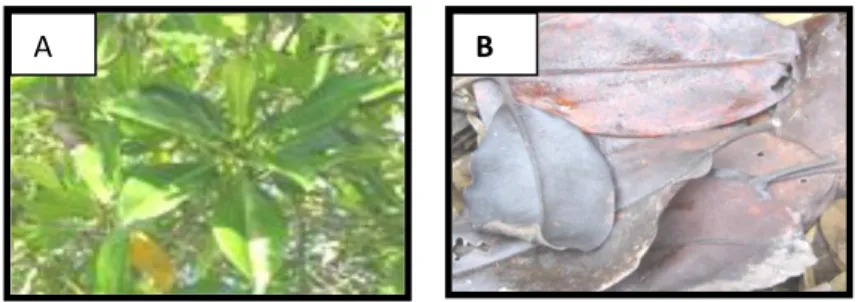Gambar 1. Rhizophora mucronata sebelum dikeringkan (A) dan sesudah dikeringkan (B) dengan sinar  matahari