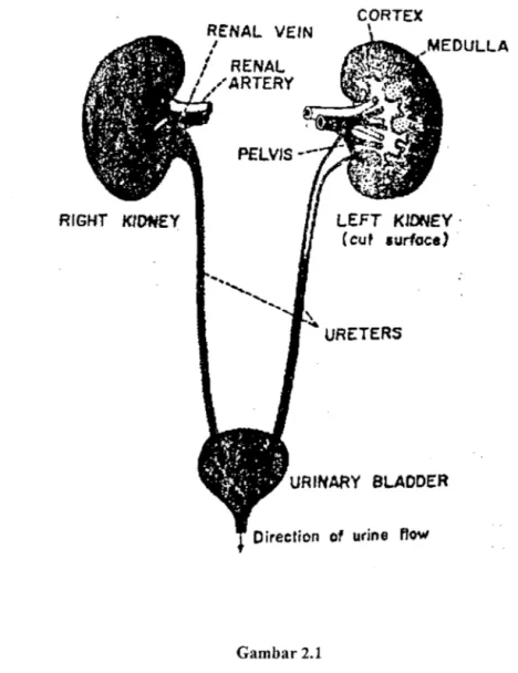 Gambar 2.1  Sisitem Pembentukan Urin 
