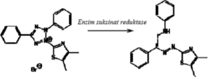 Gambar 2. Reaksi Reduksi MTT Menjadi Formazan Oleh Enzim Reduktase Suksinat  (Mosmann, 1983 cit Kusumastuti, 2007) 