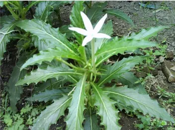 Gambar 1. Tanaman Kitolod (Isotoma longiflora (L) C.Presl) 