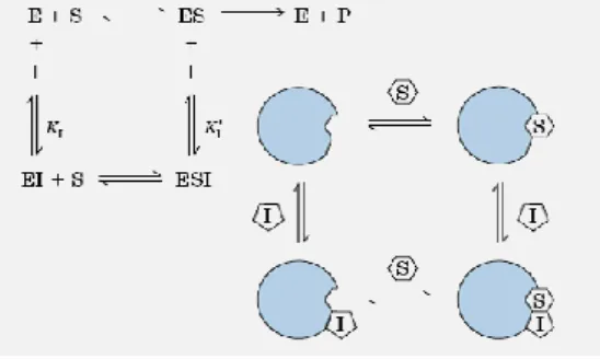 Gambar 2 Interaksi inhibitor kompetitif. 