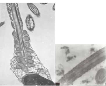 Gambar 1.6. Mitokondria pada bagian leher spermatozoa Diamati dengan  Transmisi Elektron Mikroskop (TEM)
