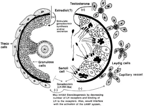 Gambar 2.12. Fungsi isiologi gonadocrinin pada sel sertoli, leydig dan sel  granulosa (didaptasi dari sumber yang berbeda-beda termasuk R.M