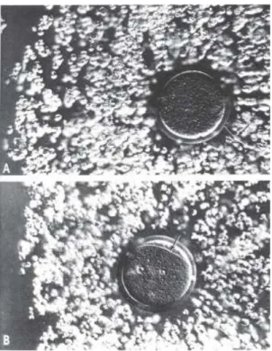 Gambar 3.2. Photomicrographs yang menunjukkan kumulus oophorus yang  menyelimuti sel telur (A), dan (B) setelah terjadi fertilisasi pada Chinese 