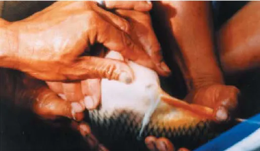 Gambar 1. Pemilihan induk ikan mas jantan matang gonad dengan cara pengurutan perut.