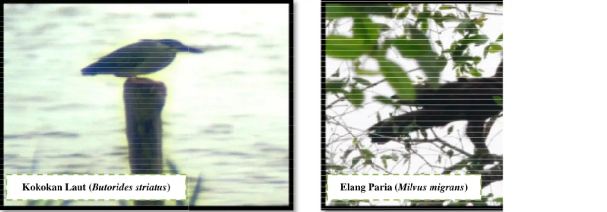Tabel 4. Daftar jenis-jenis burung air berdasarkan status keberadaannya di berlumpur dan pantai mangrove (