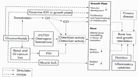 Gambar 3. Mekanisme glukokortikoid menghambat pertumbuhan.