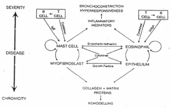 Gambar 1.Hubungan antara sel inflamasi, inflamasi dan munculnya                     gejala asma (dikutip dari Holgate 1996)