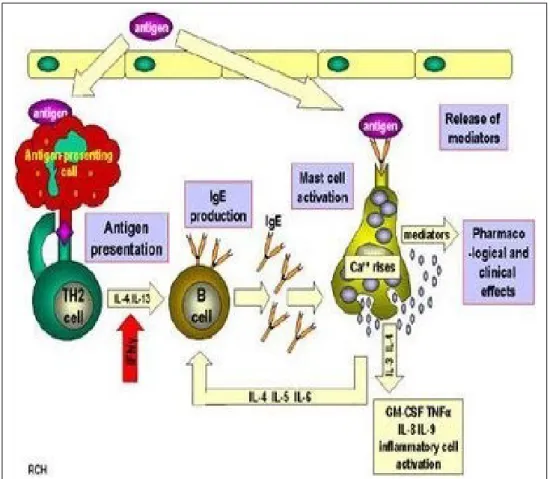 Gambar 2.1 Mekanisme terjadinya hipersensitivitas tipe I (pada asma) (Donohue  and Sheth, 2006)