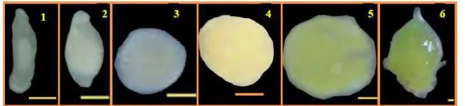 Gambar 2. Perkembangan embrio biji anggrek V. helvolapada media MS: (a) stadium 2, (b) stadium 3, (c) stadium 4, (d) stadium 5, (e) stadium 6  (Muharyati, 2015) 