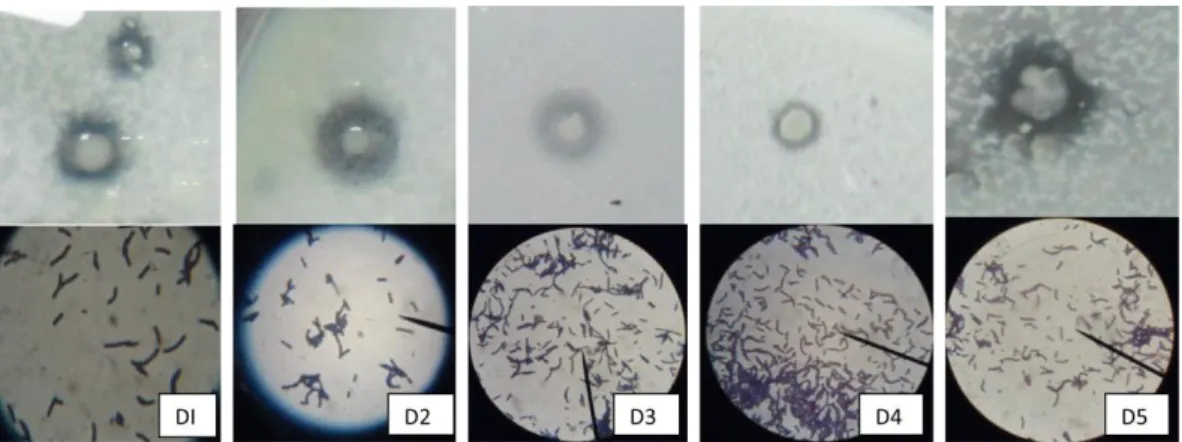 Gambar 1.  Makroskopis dan Mikroskopis Isolat Bakteri Indigenous Pemfermentasi dari Buah  Durian
