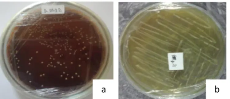 Gambar 1. Hasil isolasi BAL dari hasil fermentasi air cucian beras merah (Oryza nivara) (a: hasil isolasi BAL     sebelum pemurnian, b: isolat BAL setelah pemurnian)
