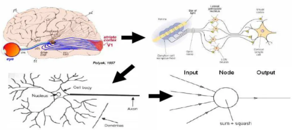 Gambar 1. Struktur jaringan saraf biologi dan Buatan Karakteristik dari jaringan saraf tiruan antara lain :