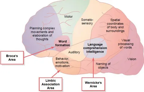 Gambar 2.1. Pemetaan area fungsional spesifik pada korteks serebral  (Guyton dan Hall, 2006) 