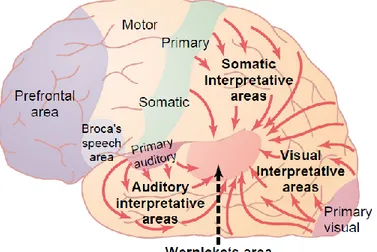 Gambar 2.2. Organisasi dari area asosiasi visual dan auditori somatik menjadi mekanisme umum untuk  interpretasi dari pengalaman sensori (Guyton dan Hall, 2006) 