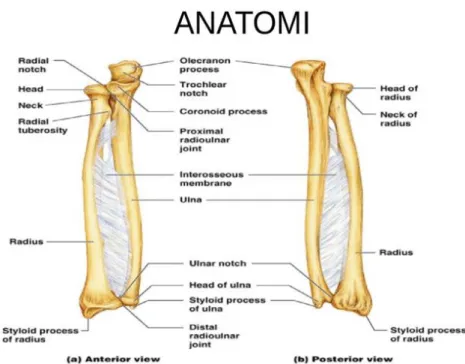 Gambar b.1 Anatomi Ante Brakhii 