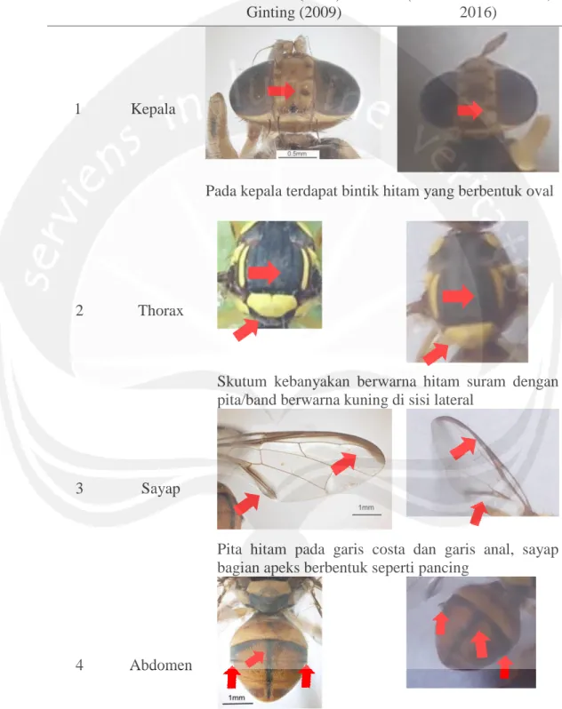 Tabel 3. Hasil Identifikasi Lalat Buah  No  Morfologi   Bactrocera caramboleae menurut Kusuma (2012),  Borror dkk