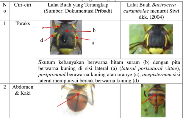 Tabel 2. Hasil Identifikasi Lalat Buah yang Tertangkap  N