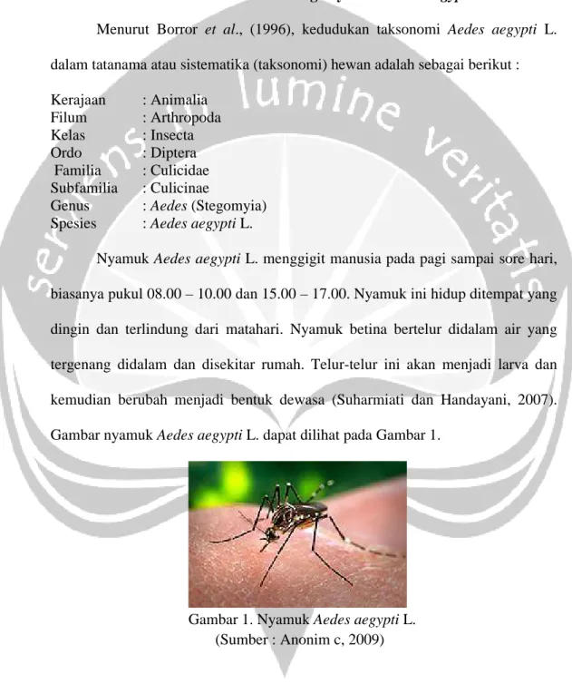Gambar nyamuk Aedes aegypti L. dapat dilihat pada Gambar 1.