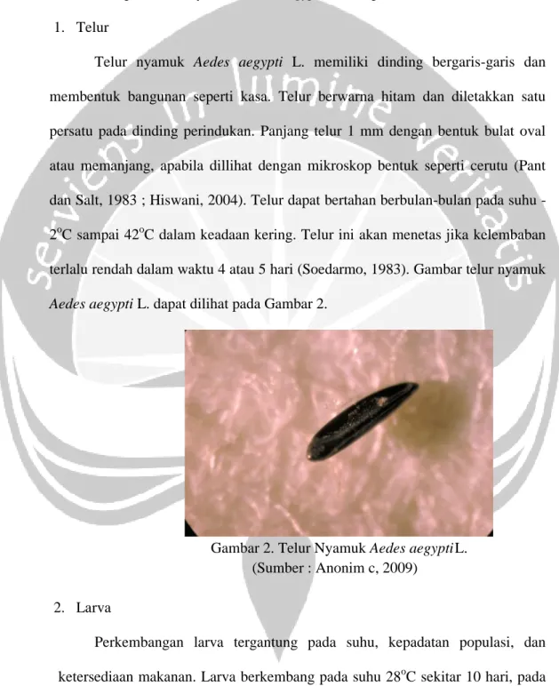 Gambar 2. Telur Nyamuk Aedes aegyptiL.