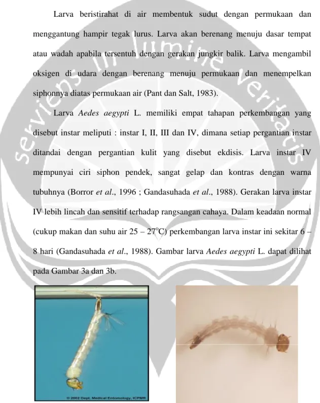 Gambar 3a. Larva nyamuk A. aegypti L. Gambar 3b. Larva nyamuk A. aegypti L.