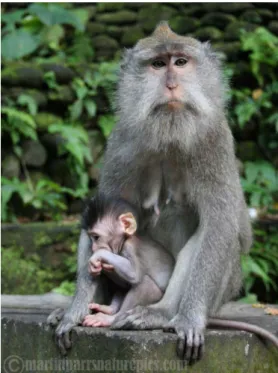 Gambar 5. Macaca fascicularis   (Sumber: Parrs 2008) 