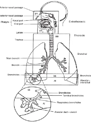 Gambar 1. Sistem pernafasan yang dikembangkan dalam Human Respiratory Tract Model [6] 