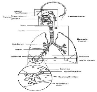Gambar 1. Sistem pernafasan manusia  [8]