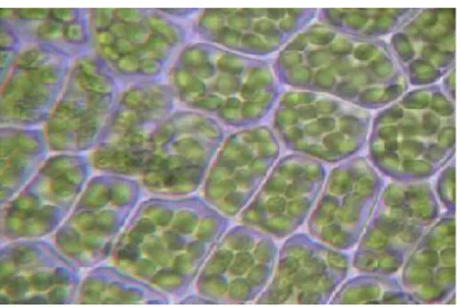 Gambar 3.  Sel tumbuhan dipisahkan oleh dinding sel yang transparan  2.5.5 Pori (vessel) 