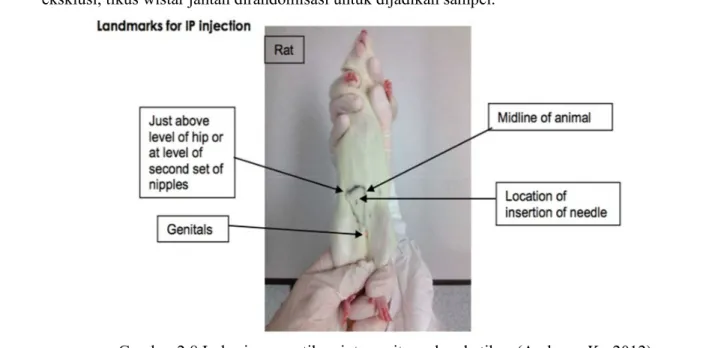 Gambar 2.8 Lokasi penyuntikan intraperitoneal pada tikus (Andrews K., 2012)  Tikus model demensia diinduksi dengan injeksi D-galaktosa intra peritoneal dosis 100  mg/kg/hari selama 8 minggu