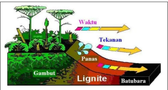 Gambar 1   Proses  coalification  (pembatubaraan), merupakan proses perubahan  material gambut menjadi lignit dan batubara