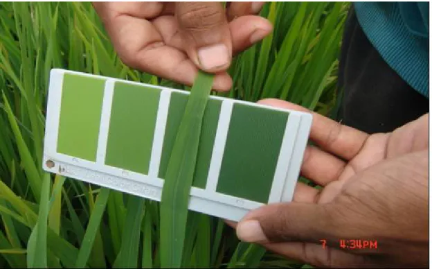 Figure 1. Using Leaf Colour Chart for measuring leaf colour in  determining N fertilization in rice crop