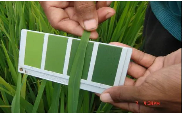 Gambar 1. Penggunaan Bagan Warna Daun, untuk mengukur  warna daun dalam penetapan pemupukan N pada tanaman padi.