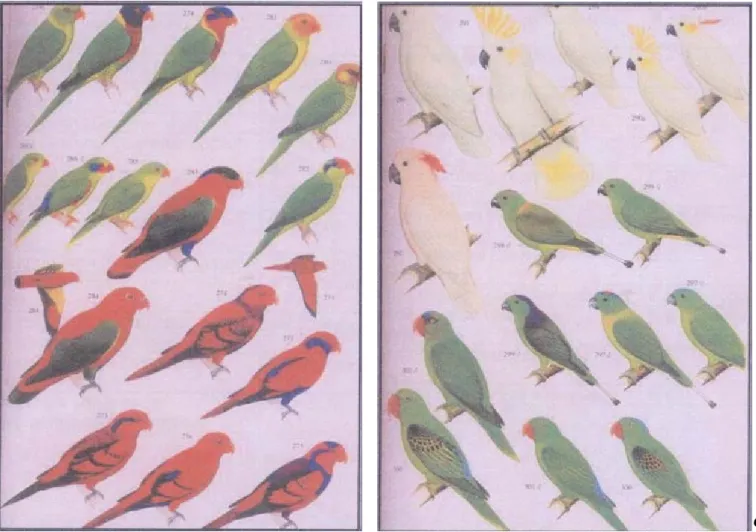 Gambar 1.  a. Burung Kasturi, Nuri dan Perkici; dan b. burung Betet kelapa,  Kakatua, Kakatua kecil dan Kring-kring