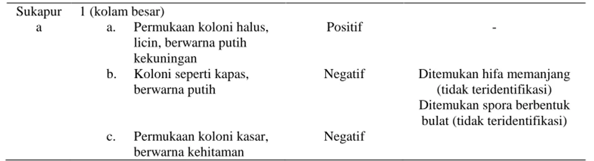 Tabel 4. Hasil Uji Biokimia Candida sp 