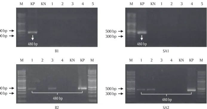 Gambar 3. Sintasan transgenik F 1  dan non-transgenik hasil uji tantang dengan KHV (A); data sintasan transgenik founder hasil uji tantang dengan KHV (B) (Syahputra et al., 2014)