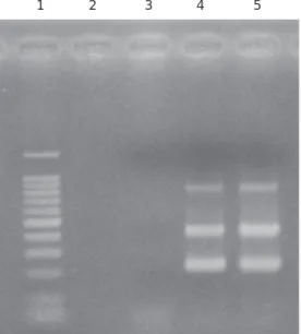 Gambar 1. Hasil uji deteksi KHV dengan menggunakan PCR dari ekstrak jaringan ikan mas sakit dan sehat.