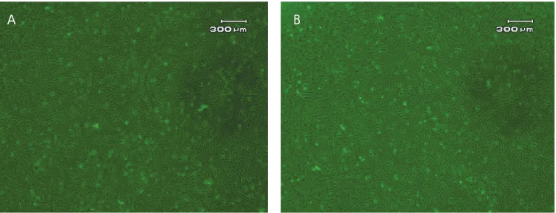 Gambar 2. Isolasi KHV menggunakan kultur sel KT-2. (A) Kultur sel KT-2 yang diinokulasi dengan medium HBSS (kontrol negatif)
