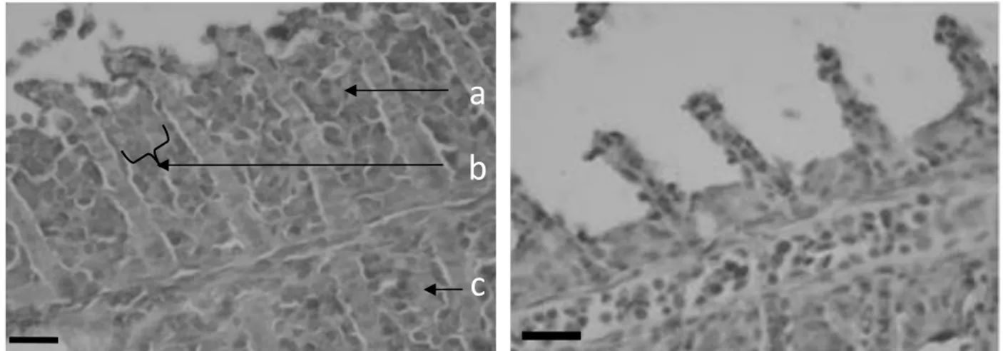 Gambar  4.  Gambaran  histopatologi  insang  ikan  mas  kontrol  terinfeksi  KHV  hari  ke-14  (kiri)