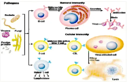 Gambar 2. Mekanisme pembentukan respon imun ikan (Cancer Research  Institute 2002) 
