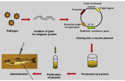Gambar 4. Mekanisme kerja vaksin DNA (Tonheim et al. 2008)  