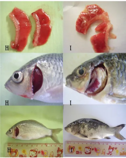 Gambar 5. Kondisi fisik ikan sehat dan ikan yang terinfeksi KHV. A) Ikan sehat   B) ikan terinfeksi KHV 