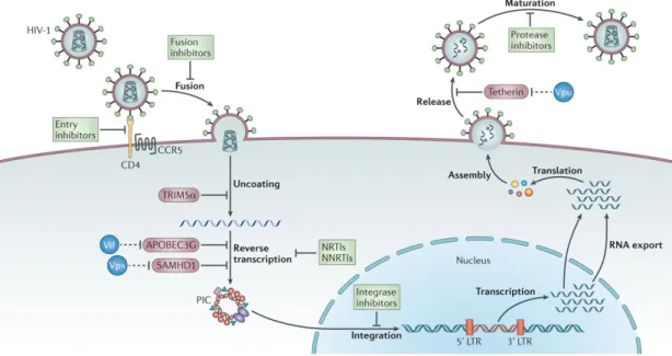 Gambar  2.2Siklus Replikasi HIV(Barre-Sinoussi F, dkk 2013) 
