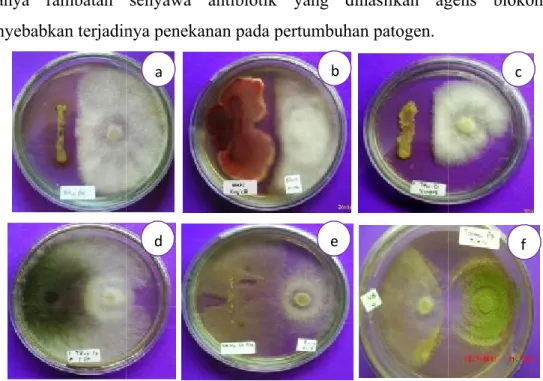 Gambar  7. Penekanan  Patogen  P.  palmivora  oleh  Isolat  BHP2(a), 