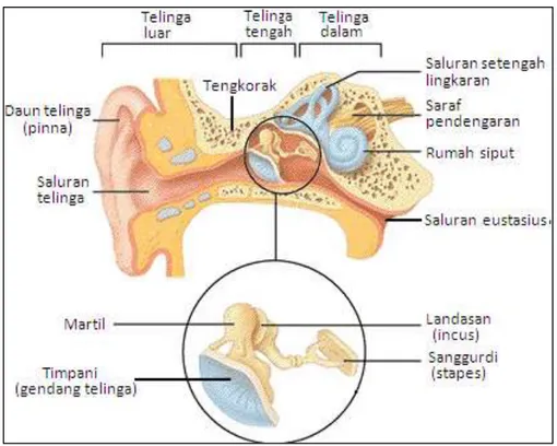 Gambar II.2 Sistem pendengaran dalam telinga manusia 