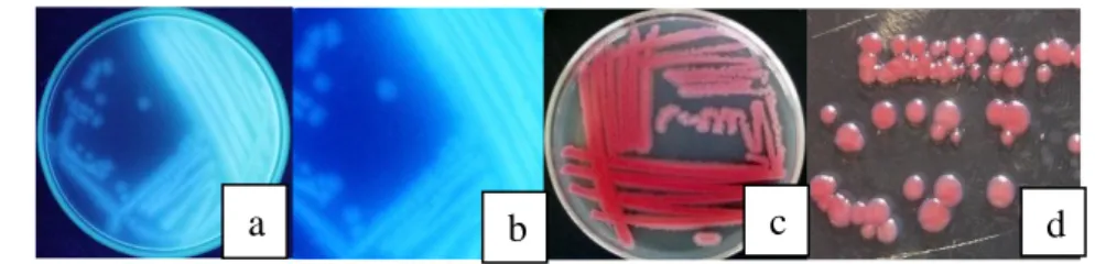 Gambar 3  Biakan murni dan koloni tunggal Pseudomonas fluorescens RH4003  (a,b) dan Staphylococcus epidermidis BC4 (c,d) 