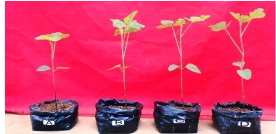 Gambar 5 Penampilan tanaman kedelai pada berbagai perlakuan di tanah steril (A) kontrol,  (B) N-Rs (S) II, (C) N-Fo (T) II, dan (D) N-Sr (G) II
