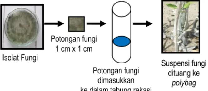 Gambar 1. Proses pembuatan suspensi fungi yang                             akan  diaplikasikan  ke  bibit                                        R