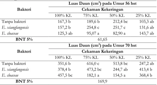 tabel 8 menunjukkan bahwa, pada tingkat  cekaman  kekeringan  100%  kapasitas  lapang  pemberian  bakteri  endofit  E