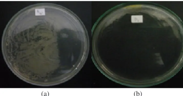 Gambar 2. Pertumbuhan isolat bakteri setelah penambahan vaksin GP25 pada media LB Tripton yang mengandung  ampisilin